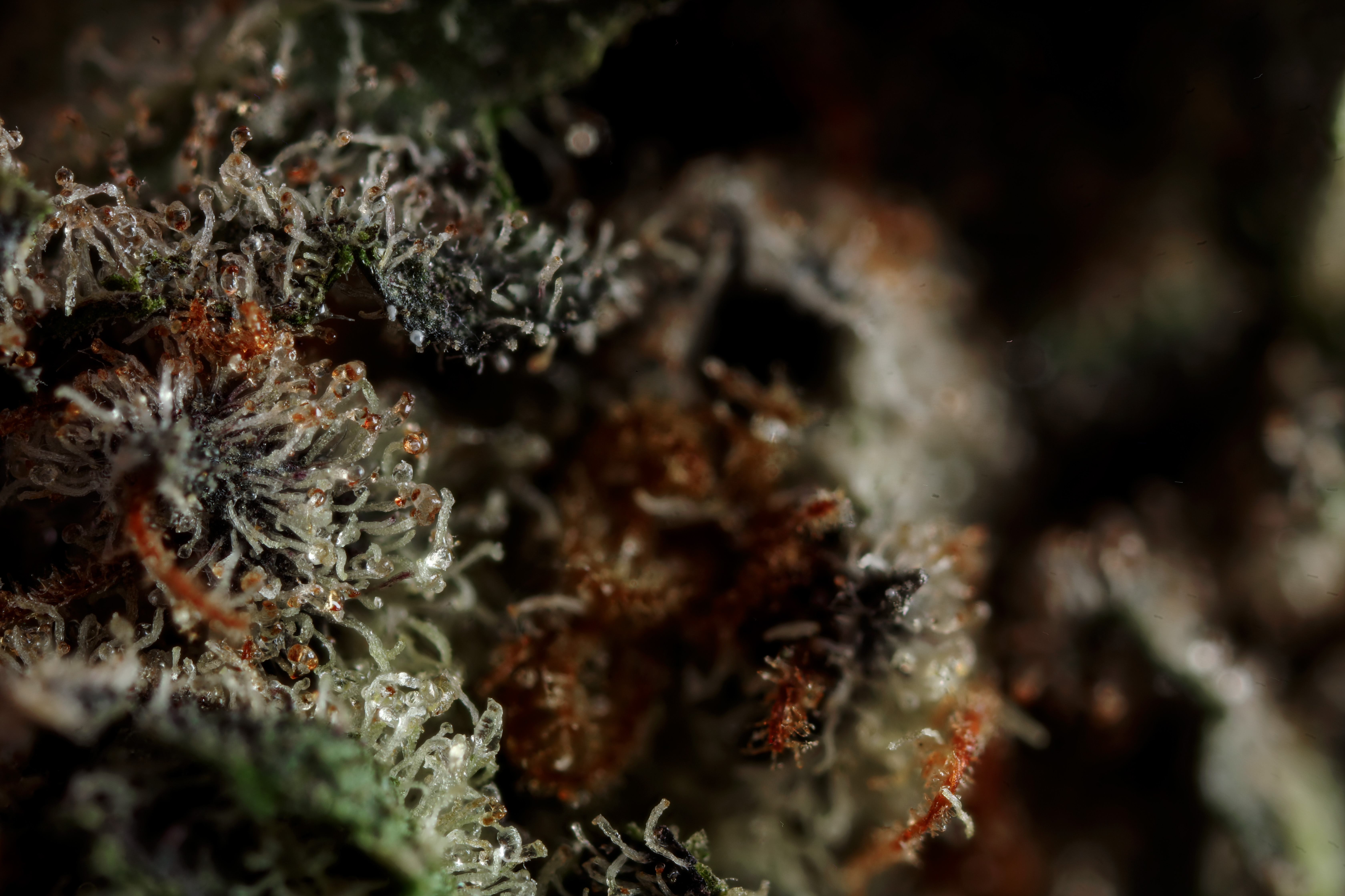 Pure Michigan resin detail — second side