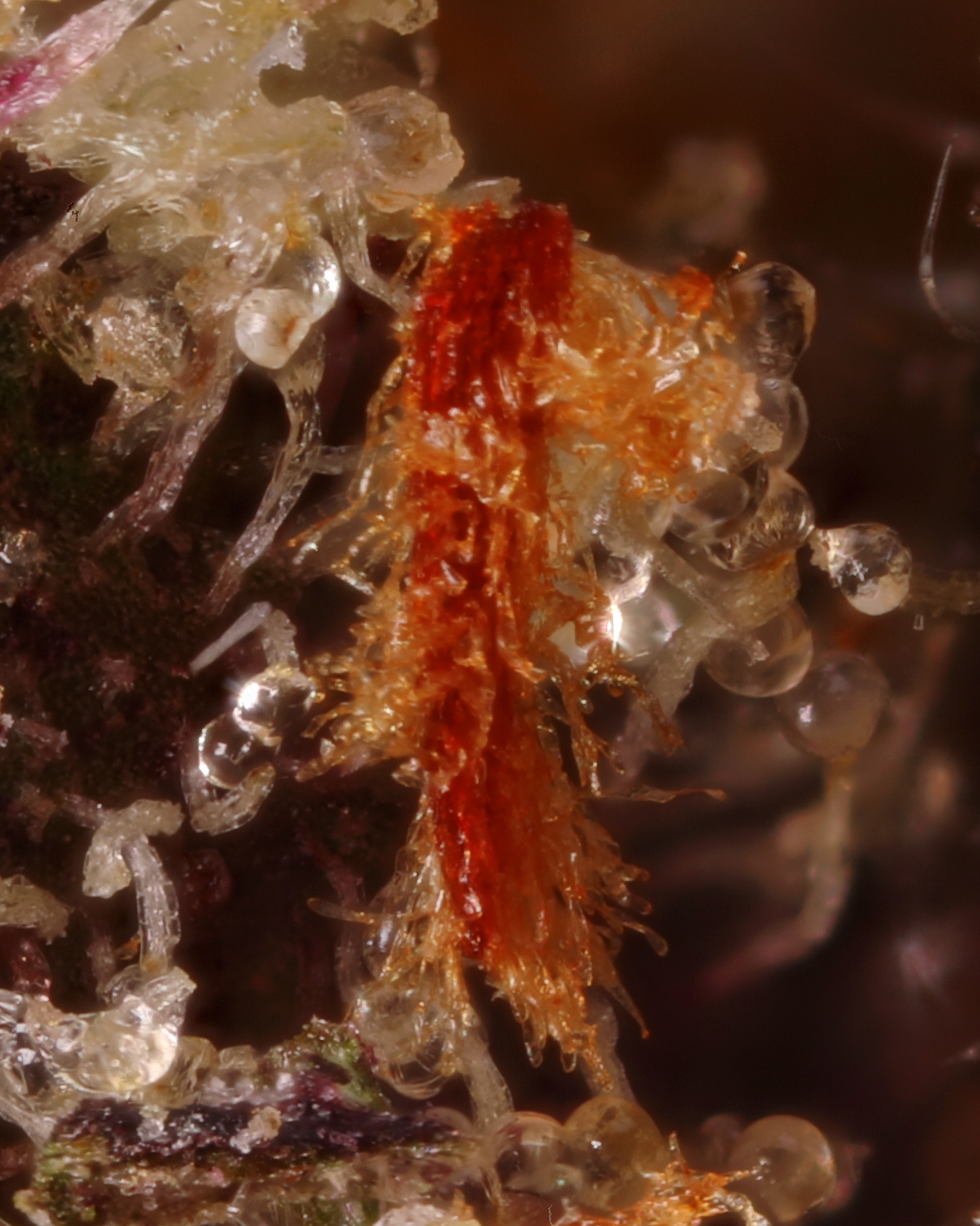 Gastro Marker ultra-macro: an orange thread among rounded trichome heads