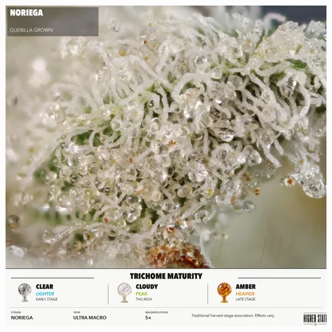 Noriega by Guerilla Grown — ultra-macro detail
