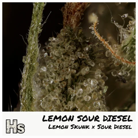 Lemon Sour Diesel by Weed Snobs — ultra-macro detail
