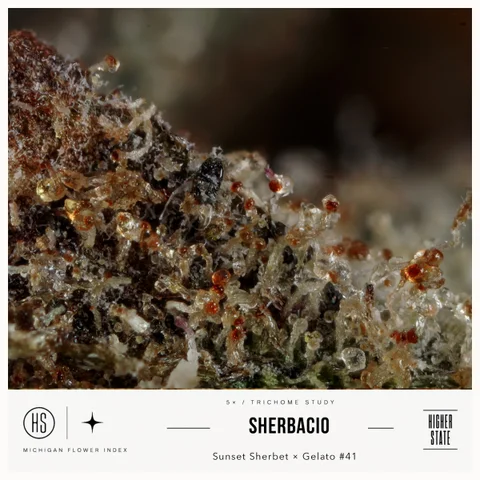 Sherbacio by Cloud Farms — ultra-macro detail