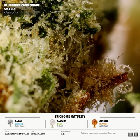 Blueberry Chemonade Smalls by Green Ganja — ultra-macro detail