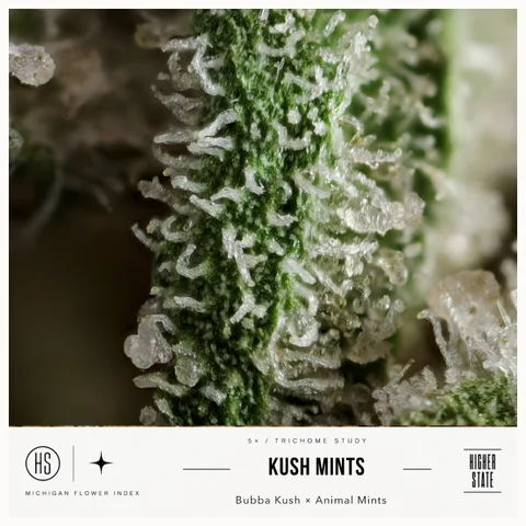 Kush Mints by One Garden — ultra-macro detail