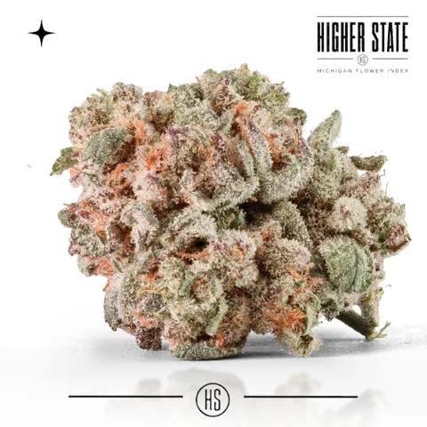 Jelly Runtsir by Cloud Farms — whole flower
