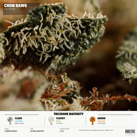Chemdawg by Cali Blaze — ultra-macro detail