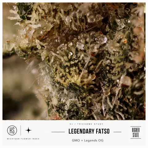 Legendary Fatso by One Garden — ultra-macro detail