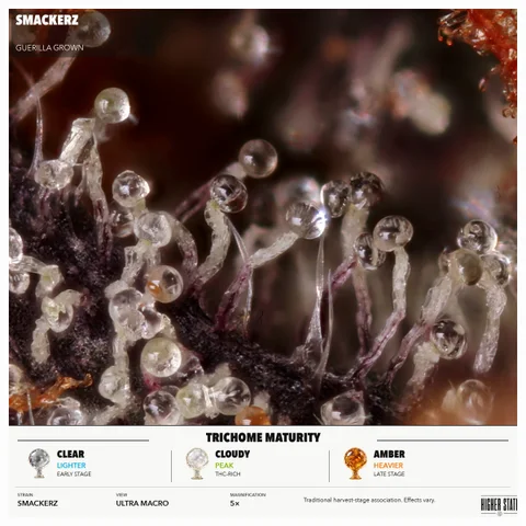 Smackerz by Guerilla Grown — ultra-macro detail