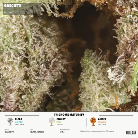 Gascotti by Pro Gro — ultra-macro detail
