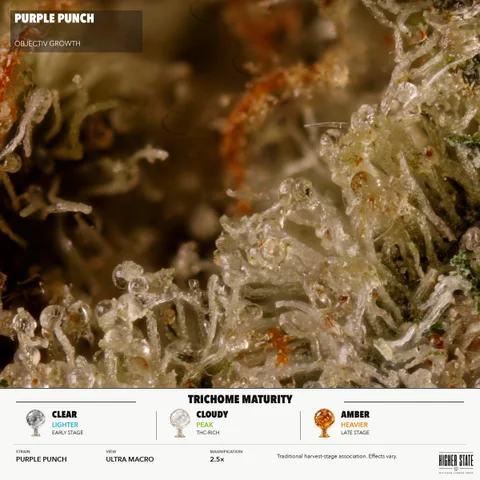 Purple Punch by Objectiv Growth — ultra-macro detail
