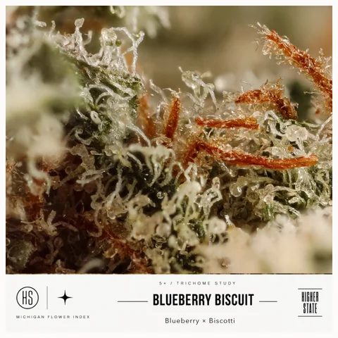 Blueberry Biscuit by Objectiv Growth — ultra-macro detail