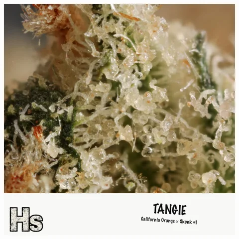 Tangie by Green Ganja — ultra-macro detail