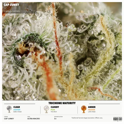 Cap Junky by Guerilla Grown — ultra-macro detail
