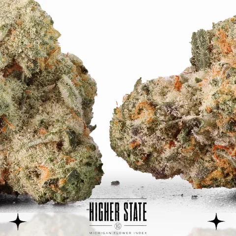 Purple Punch by Objectiv Growth — flower detail
