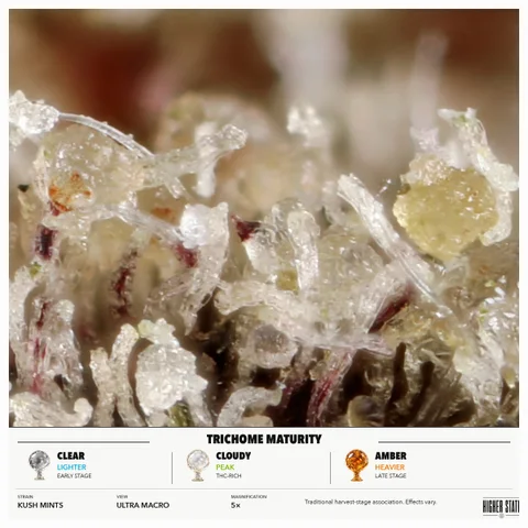 Kush Mints by Bud & Mary's — ultra-macro detail