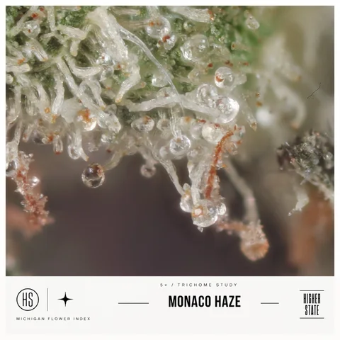 Monaco Haze by Goldkine — ultra-macro detail