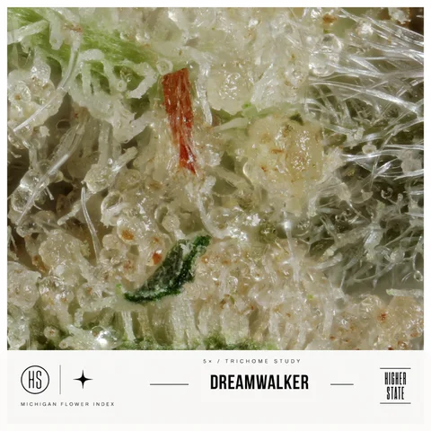 Dreamwalker by Green Ganja — ultra-macro detail