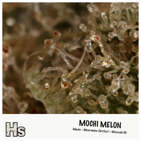 Mochi Melon by Freedom Green — ultra-macro detail