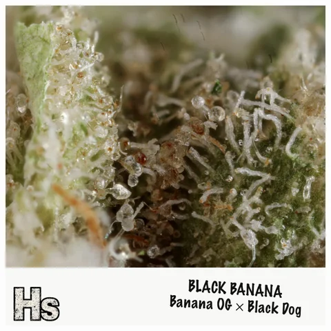 Black Banana by Green Ganja — ultra-macro detail