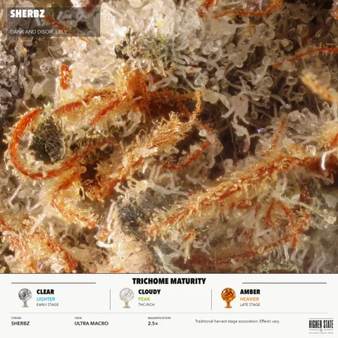 Sherbz by Dank & Disorderly — ultra-macro detail