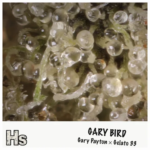 Gary Bird by Guerilla Grown — ultra-macro detail