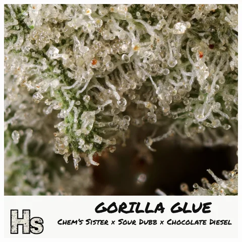 Gorilla Glue by Weed Snobs — ultra-macro detail