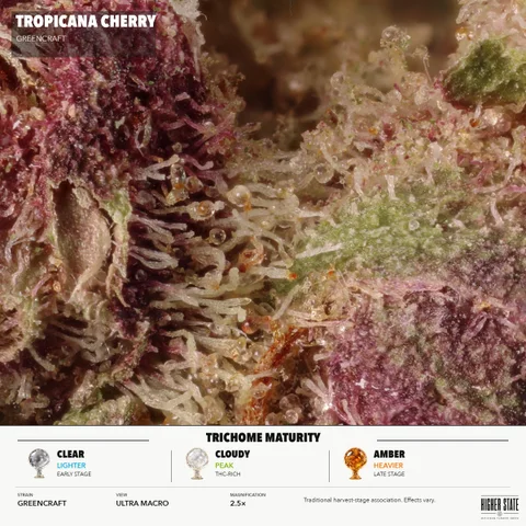 Trop Cherry by GreenCraft — ultra-macro detail