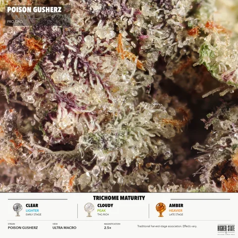Poison Gusherz by Pro Gro — ultra-macro detail