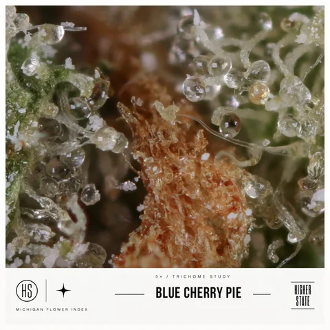 Blue Cherry Pie by Superfire — ultra-macro detail