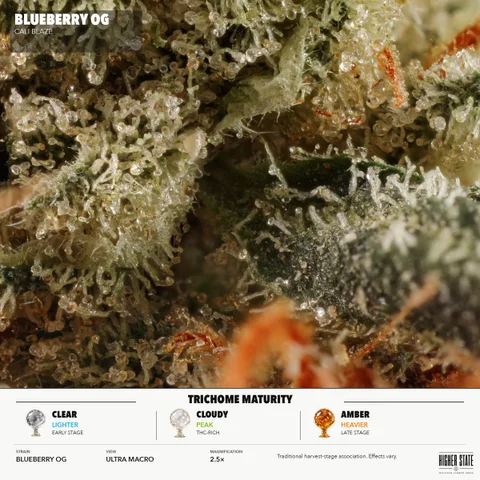 Blueberry OG by Cali Blaze — ultra-macro detail