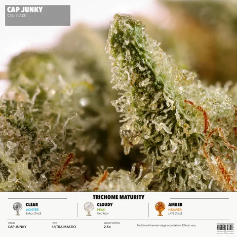 Cap Junky by Cali Blaze — ultra-macro detail