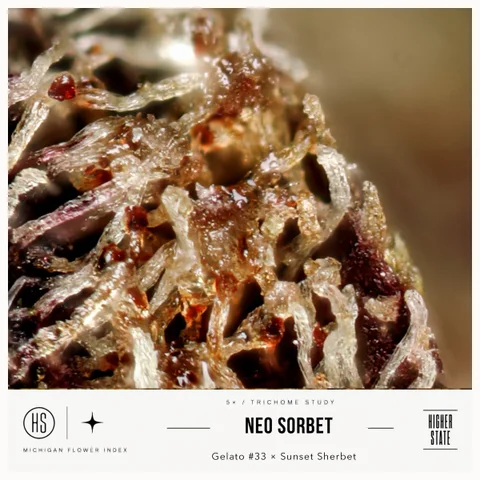 Neo Sorbet by One Garden — ultra-macro detail