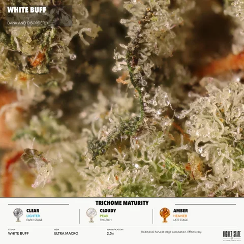 White Buffs by Dank & Disorderly — ultra-macro detail
