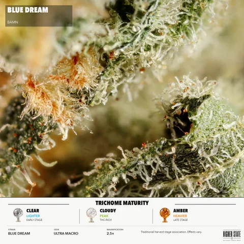 Blue Dream by BAMN — ultra-macro detail