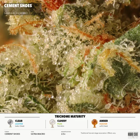 Cement Shoes by Dank & Disorderly — ultra-macro detail