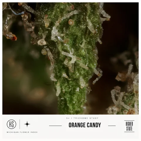 Orange Candy by Green Ganja — ultra-macro detail