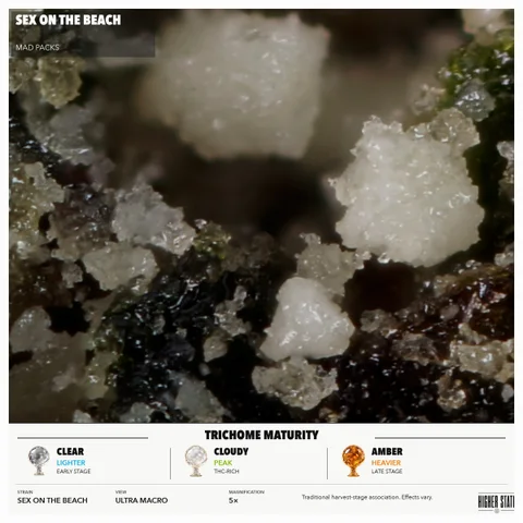 Sex on the Beach by MadPacks — ultra-macro detail