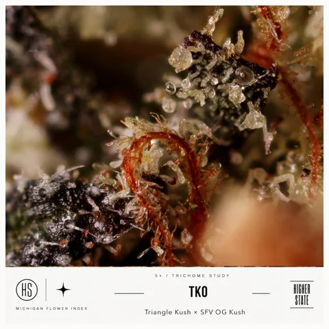 TKO by Skunkhouse — ultra-macro detail