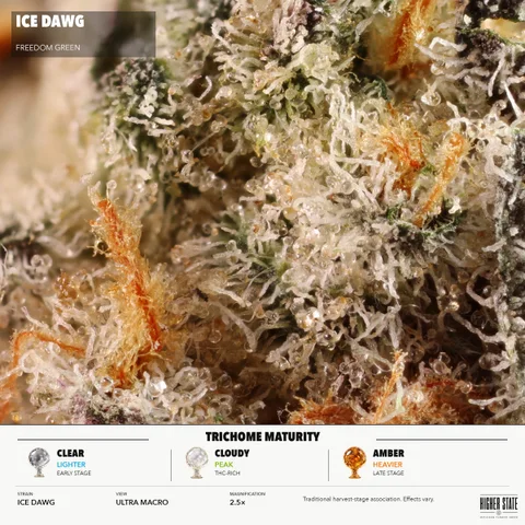 Ice Dawg by Freedom Green — ultra-macro detail