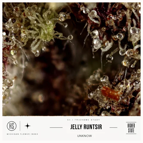 Jelly Runtsir by Cloud Farms — ultra-macro detail