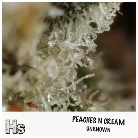 Peaches N Cream by Guerilla Grown — ultra-macro detail