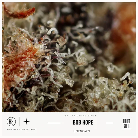 Bob Hope by One Garden — ultra-macro detail
