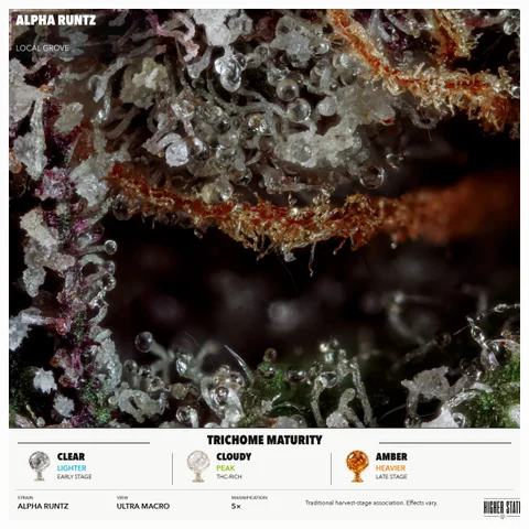 Alpha Runtz by Local Grove — ultra-macro detail