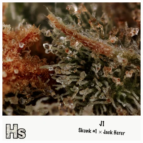 J1 by Common Citizen — ultra-macro detail