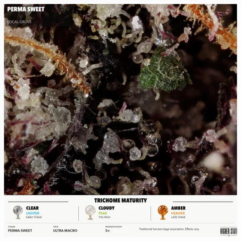 Perma Sweet by Local Grove — ultra-macro detail
