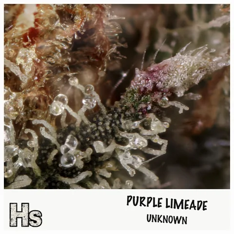 Purple Limeade by Guerilla Grown — ultra-macro detail