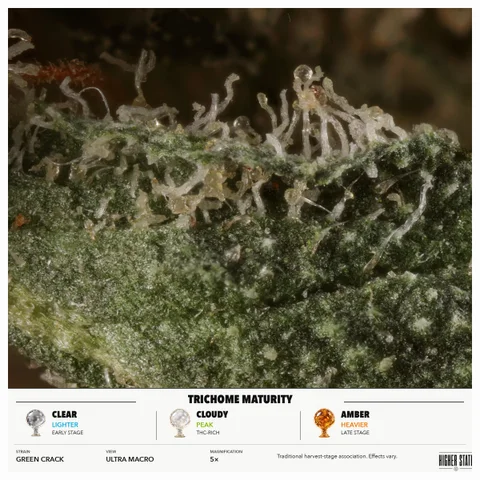 Green Crack by Glacier — ultra-macro detail