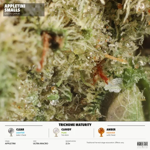 Appletini by Green Ganja — ultra-macro detail
