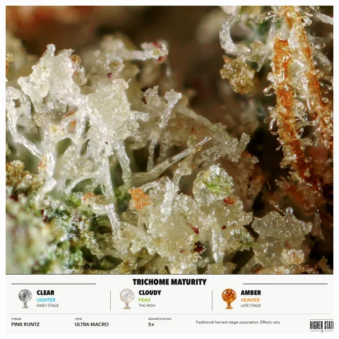 Pink Runtz by Bud & Mary's — ultra-macro detail