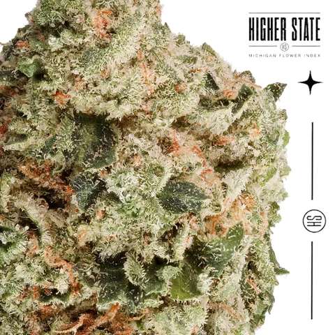 Legendary Fatso by One Garden — macro detail