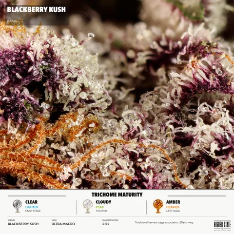 Blackberry Kush by BAMN — ultra-macro detail
